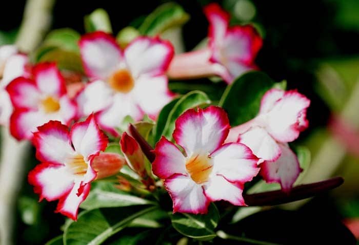 Desert Rose (Adenium Obesum)