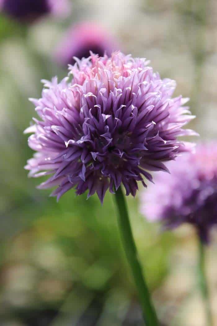 Garlic Chives