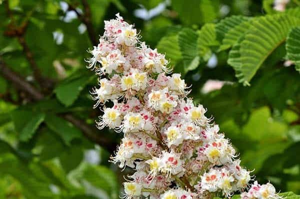 Blossom Chestnut