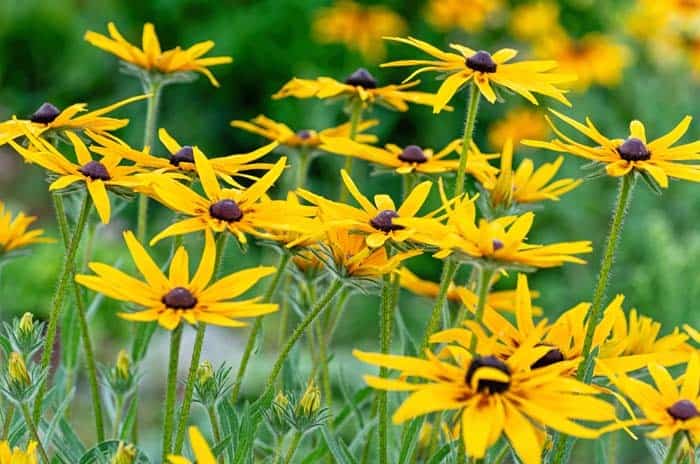 Rudbeckia