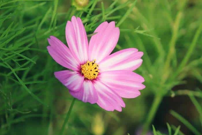 Cosmos Plants