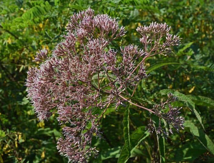 Joe Pye Weed (Eutrochium sp.)