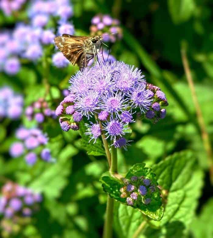 Blue Mist Flower ( Conoclinium Coelestinum )