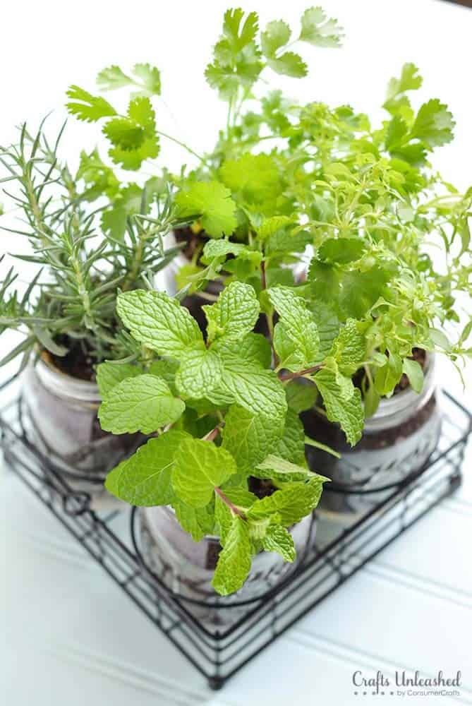 Grow Your Herbs with Mason Jars and Wire Baskets