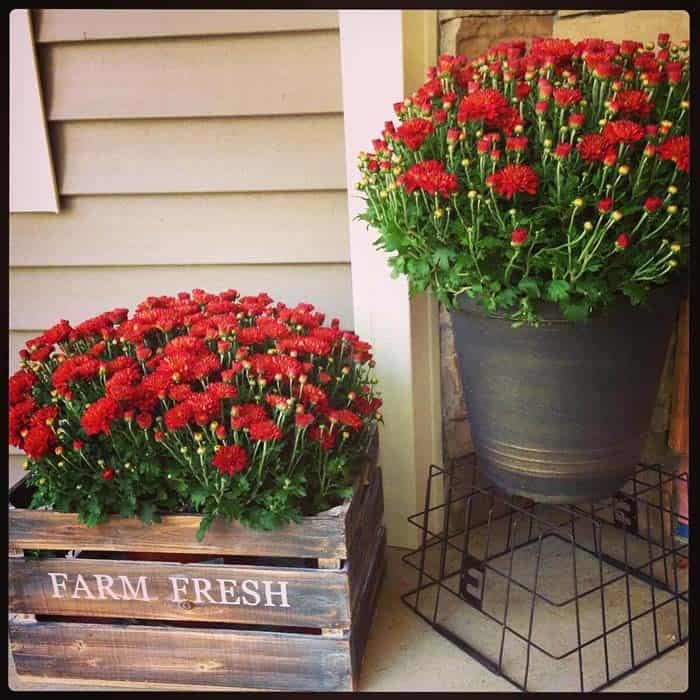 Reimagine Rustic Containers for a Tiered Mum Garden