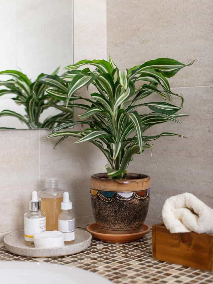 Dracaena