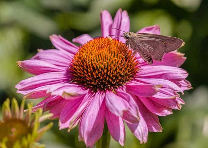 Purple Coneflower