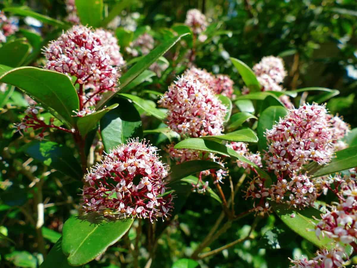 Japanese Skimmia