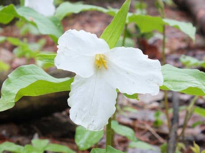 White Trillium