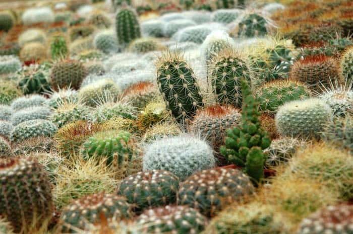 Cactus Plants