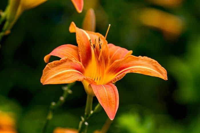 Daylily (Hemerocallis)