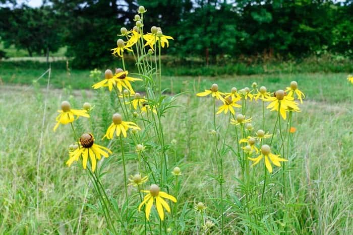 Giant Coneflower