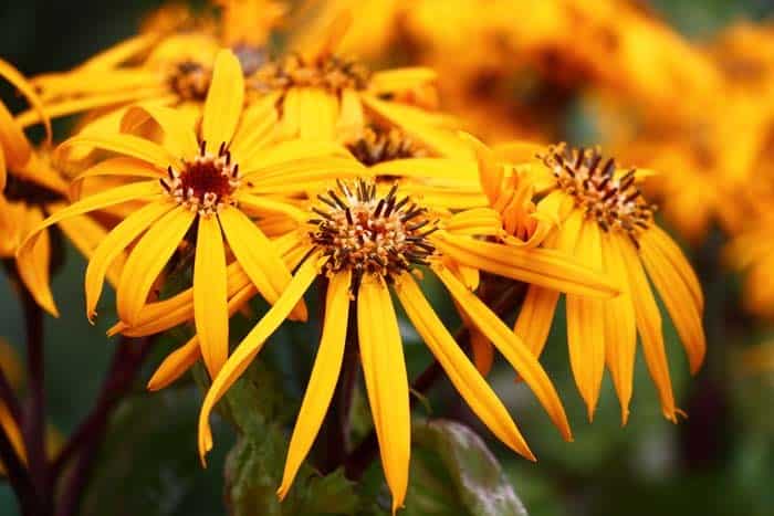 Leopard Plant ( (Ligularia Dentata )