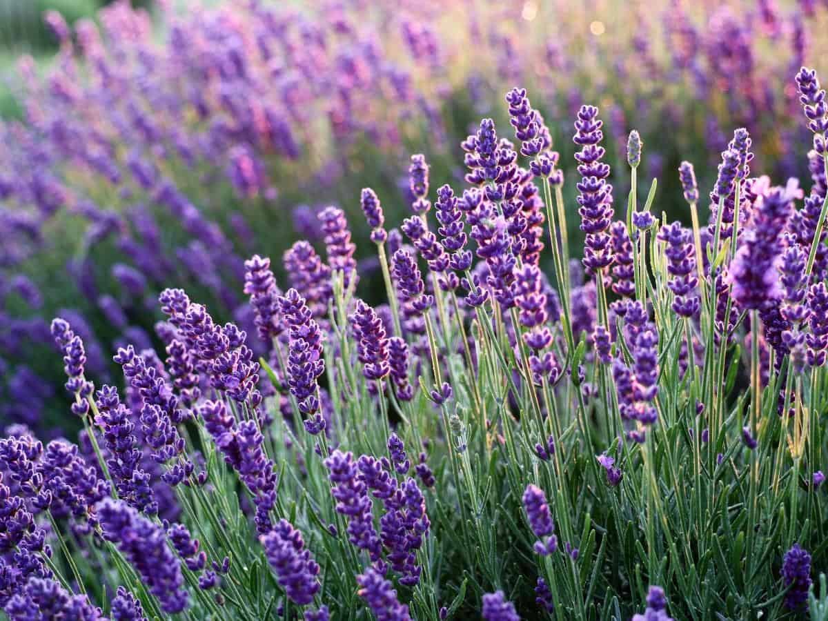 Lavender