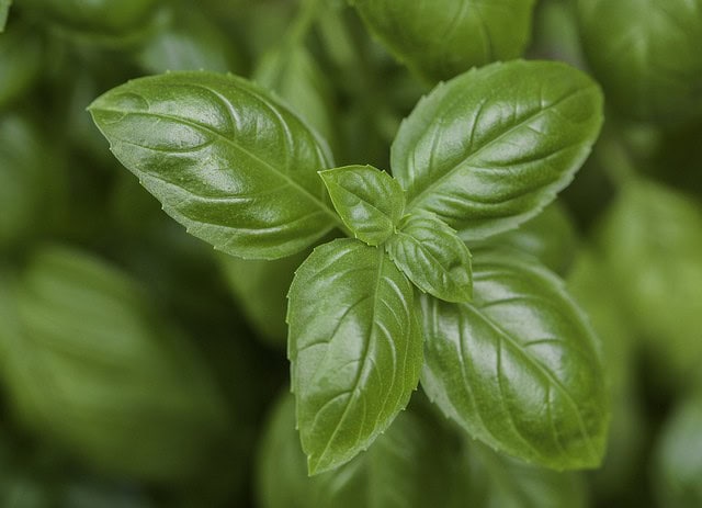 Lush Compact Basil