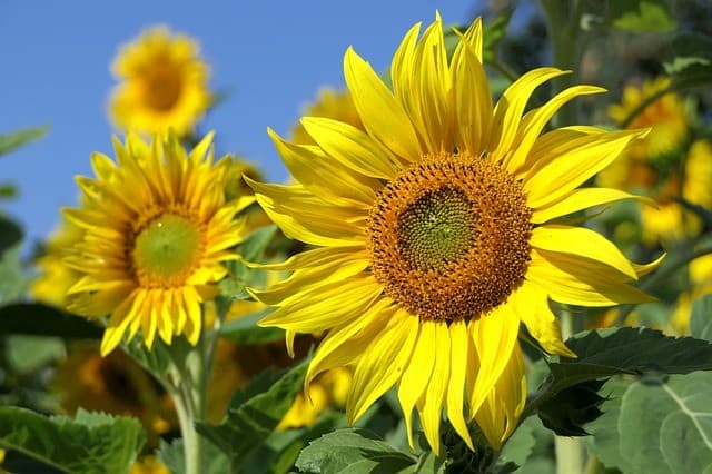 Sunflower