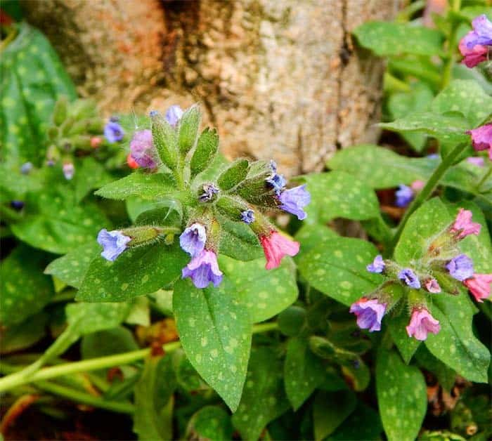 Lungwort (Pulmonaria spp.)