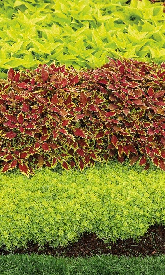 Plant Coleus for a Low Maintenance Layered Landscape