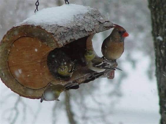 Feed Your Chirpy Friends