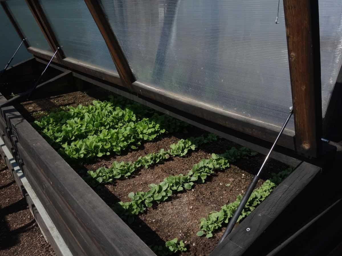 Raised Bed for Delicate Plants