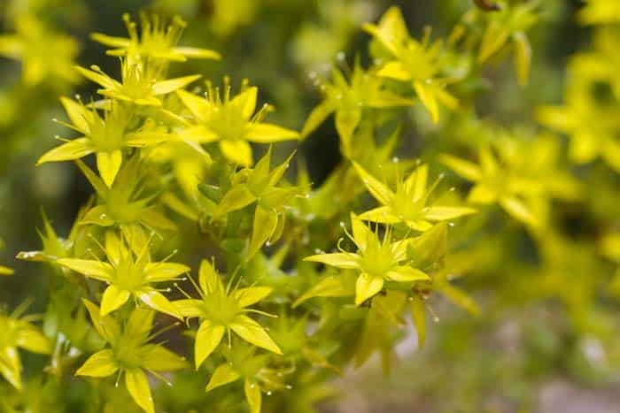 Stonecrop ( Tall Sedum )