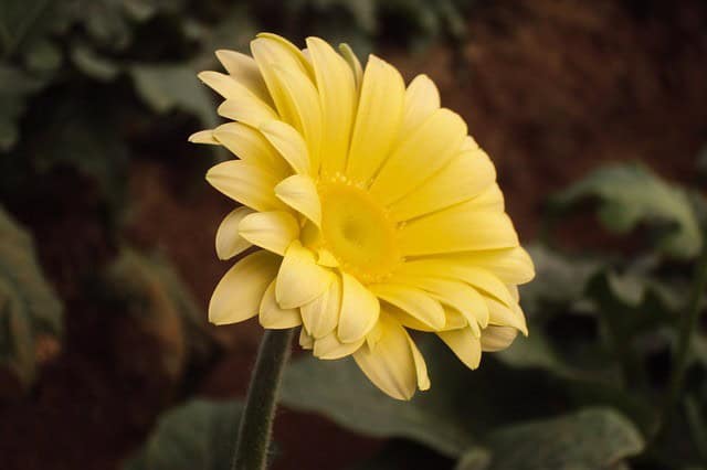 Yellow Gerbera