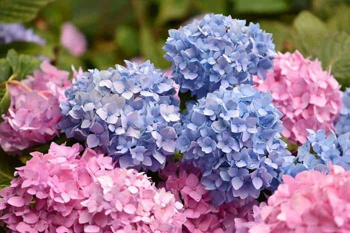 Hydrangeas Plant Under Tree