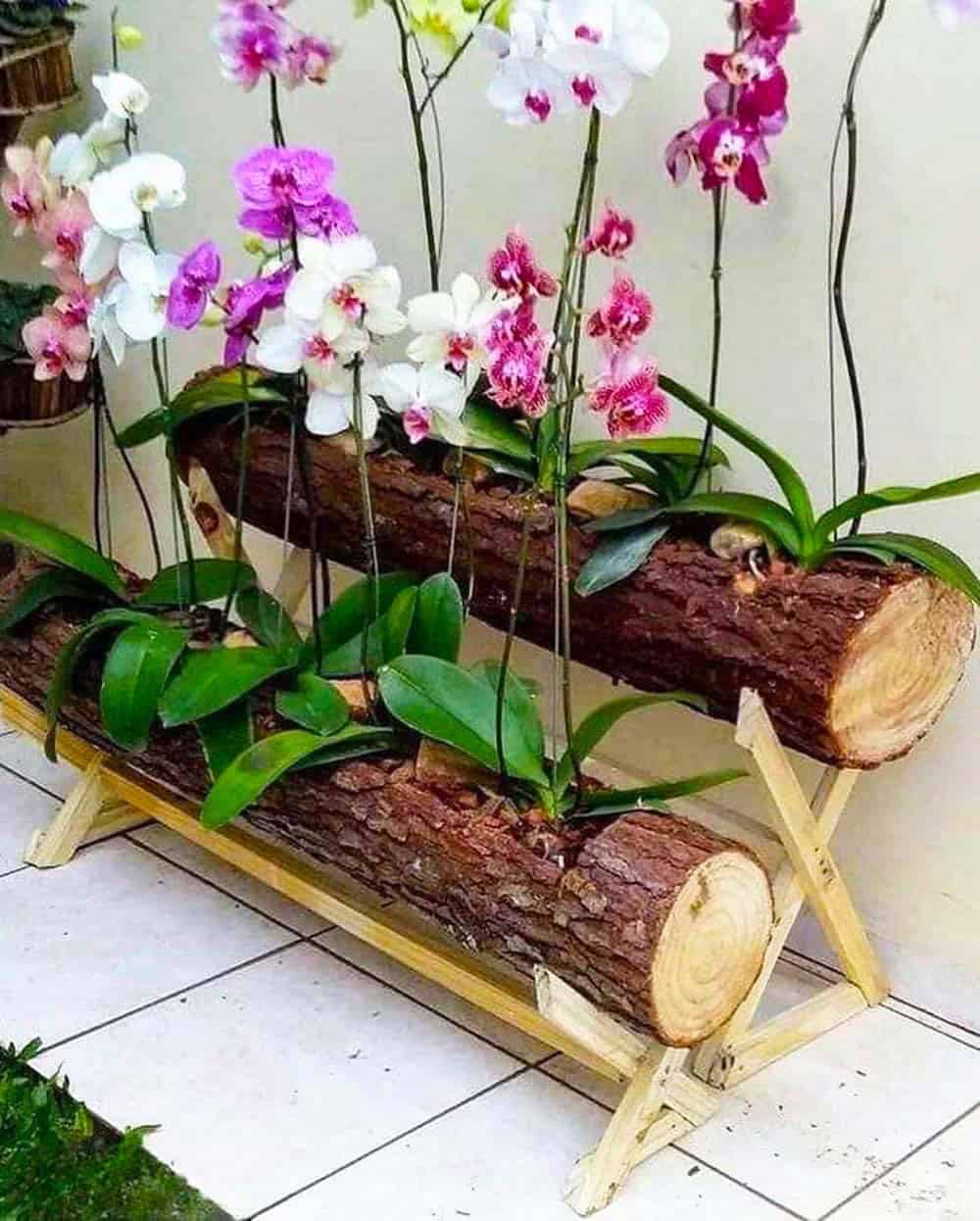 Orchids on Log Display