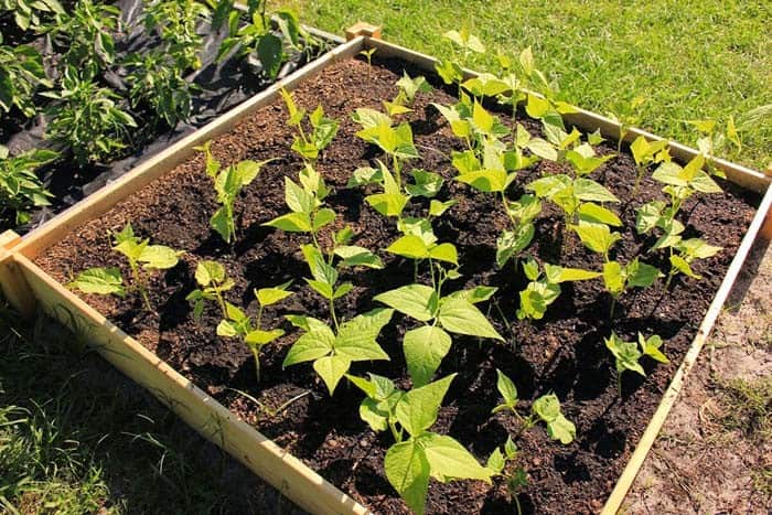 Construct Simple Raised Garden Beds