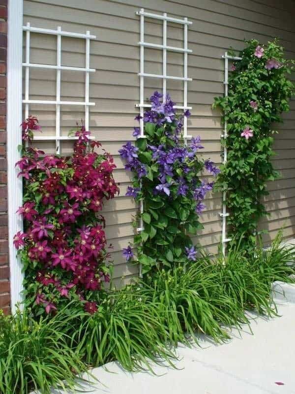 Trellises Bring Plain Walls to Life