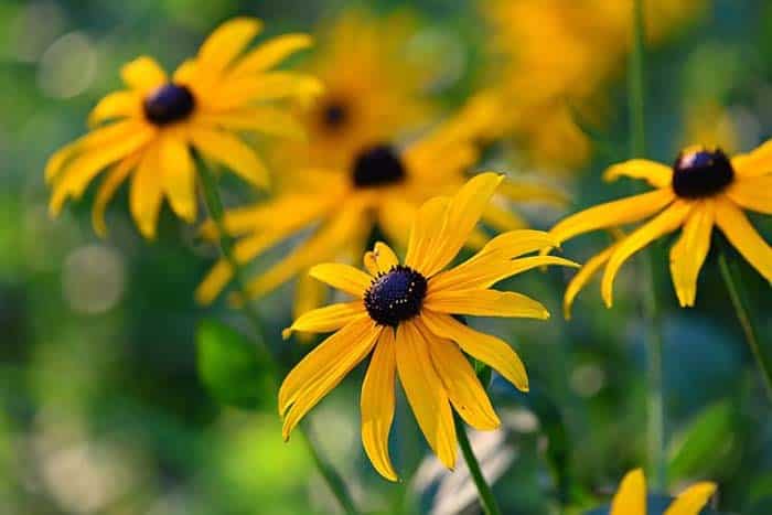 Black-Eyed Susan