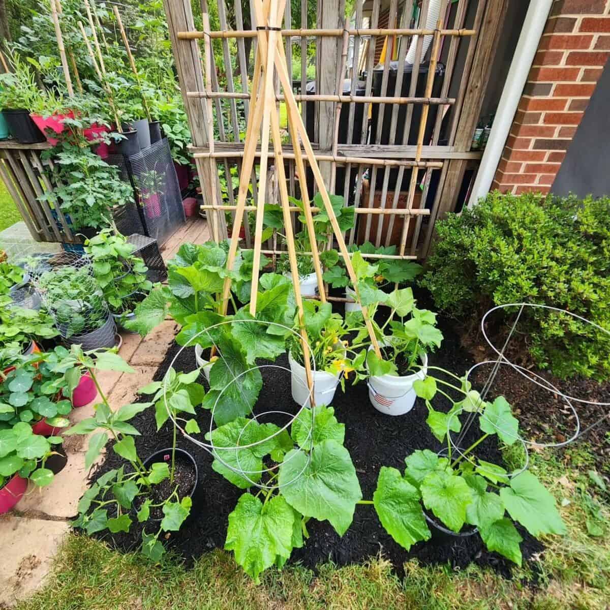 Trellis From Wooden Poles And Bamboo Sticks