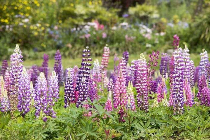 Delphinium (Delphinium spp.)