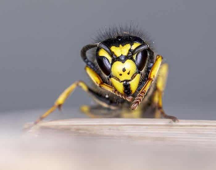 Keep Wasps from Building Nests