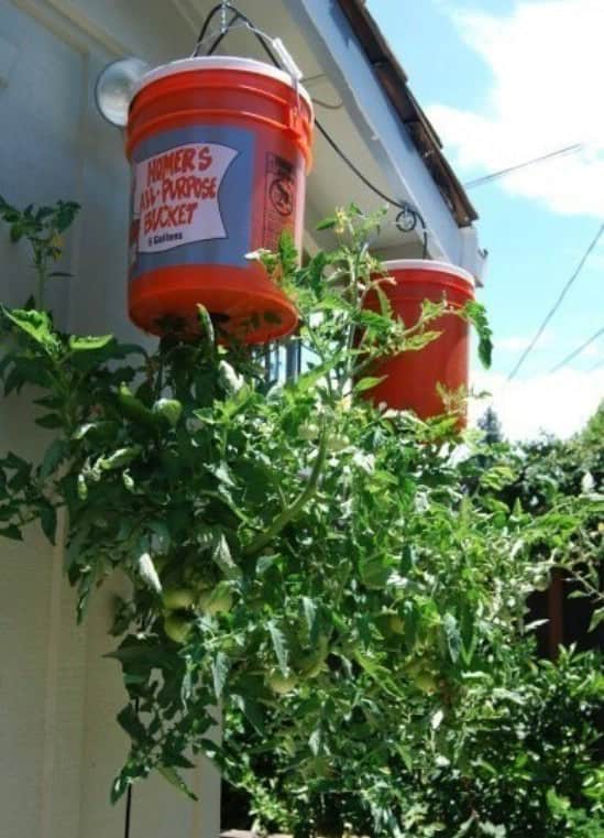 Hanging Bucket Planter For Tomato Plants