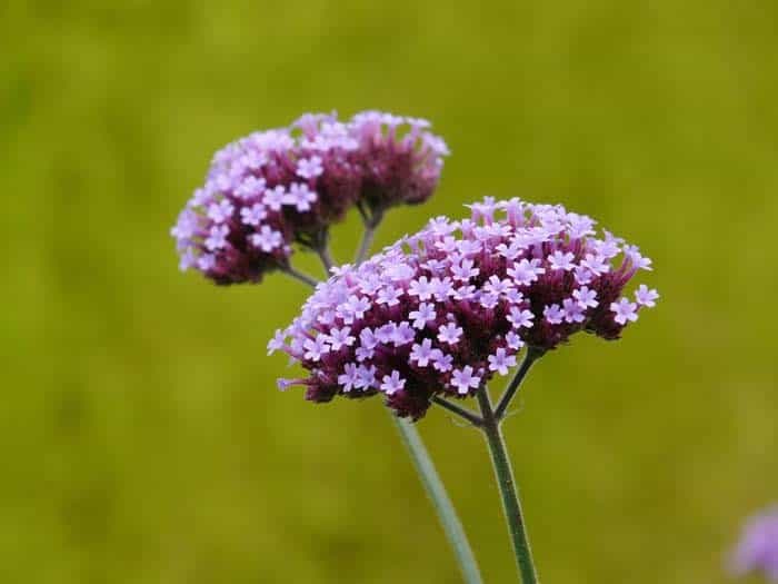 Verbena (Vervain)