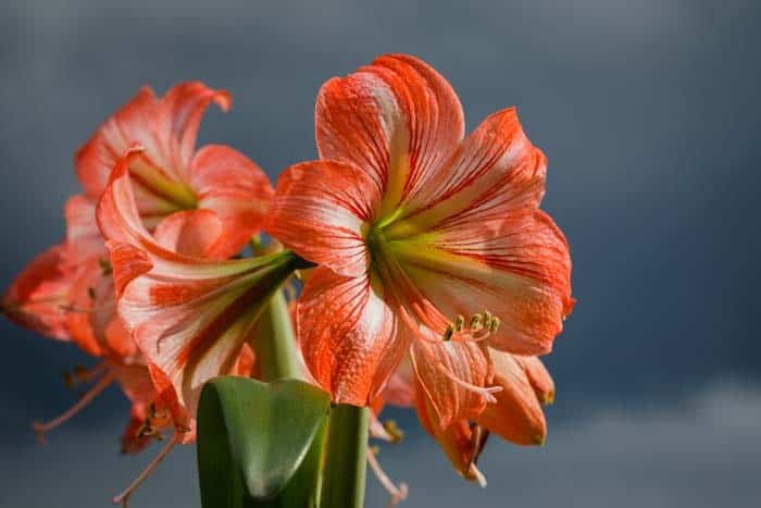 Amaryllis (Hippeastrum group)