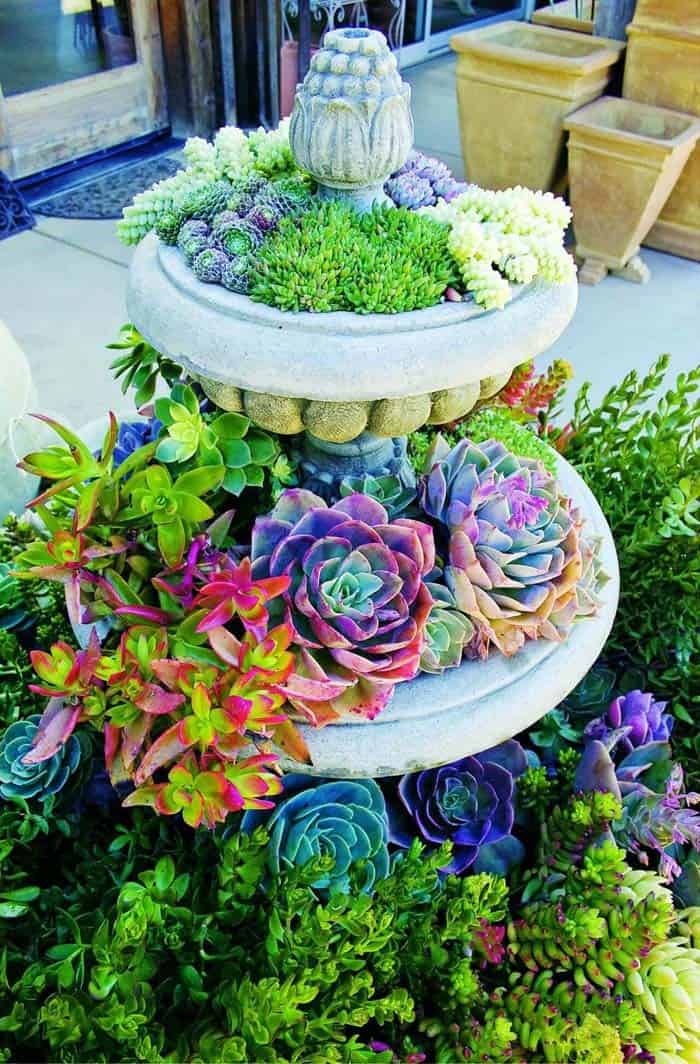 Fill Your Fountain With A Succulent Garden