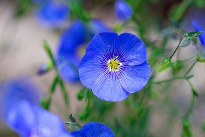 Flax Flower