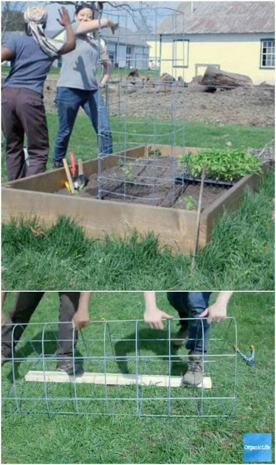 Heavy Duty DIY Tomato Cage