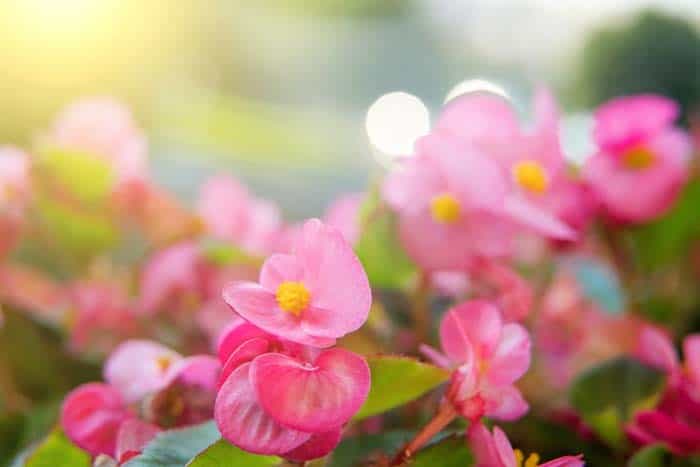 Hardy Begonias (Begonia grandis)