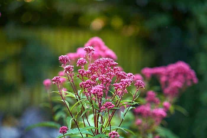 Tall Flowers, Ornamental Grasses