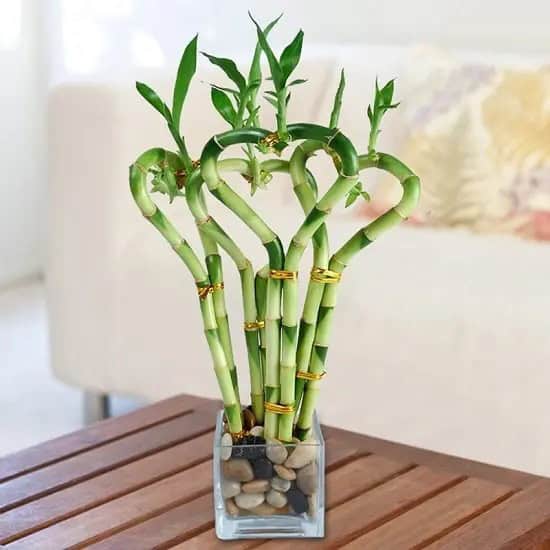 Lucky Bamboo