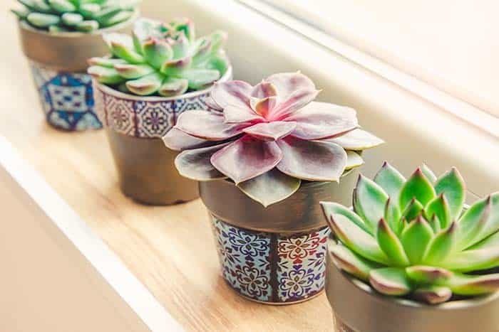 Get the Modern Look with Succulents