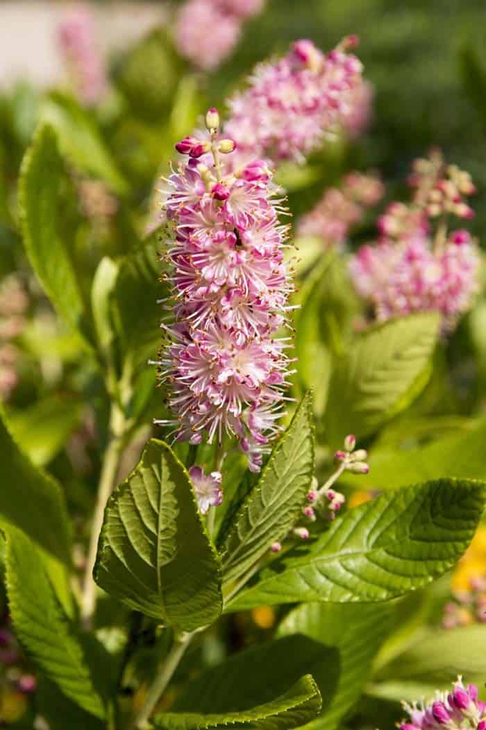 Summersweet (Clethra)