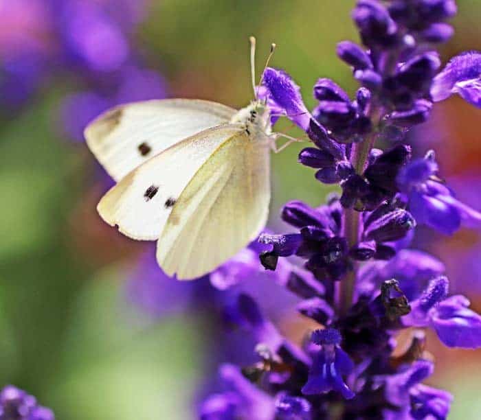 Mexican Bush Sage ( Salvia Leucantha )