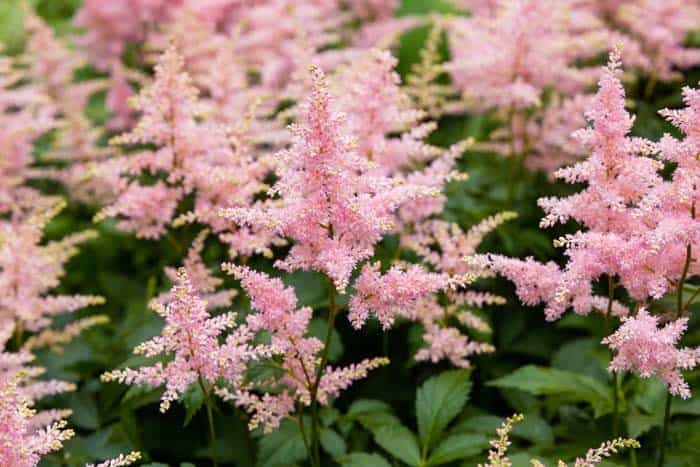 Astilbe ( Astilbe )