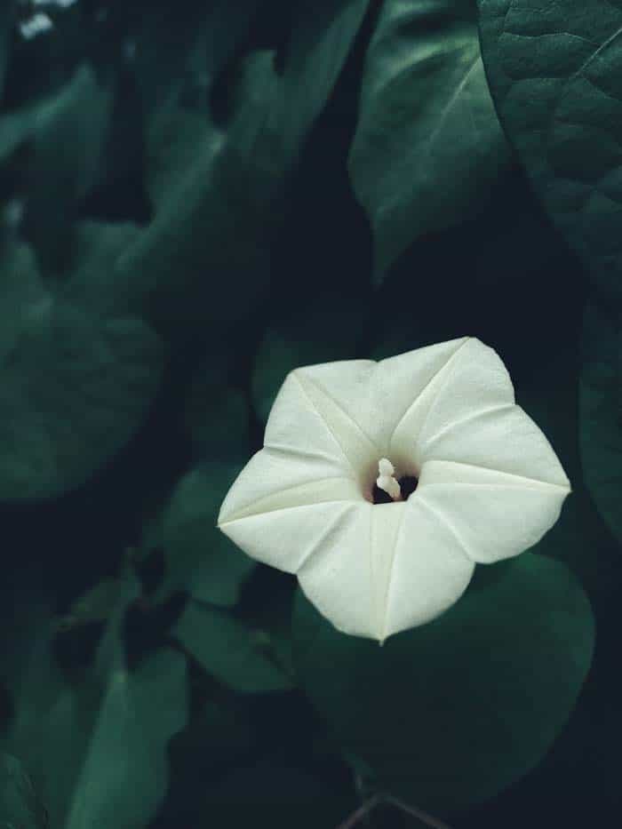 Moonflower (Ipomoea alba)