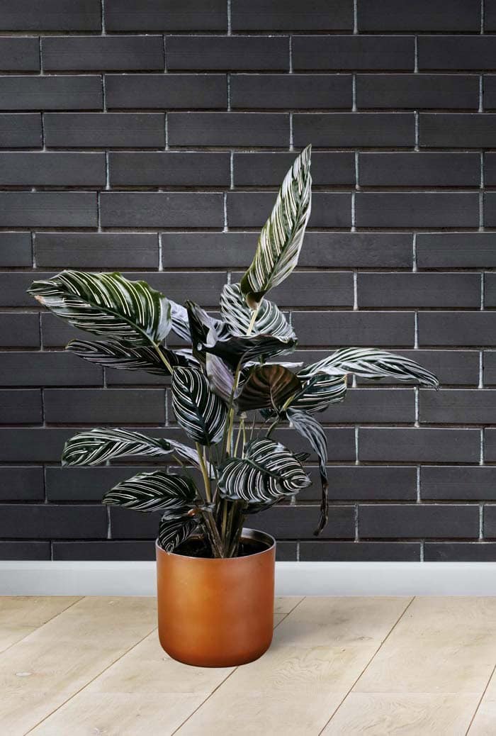 Calathea Houseplant