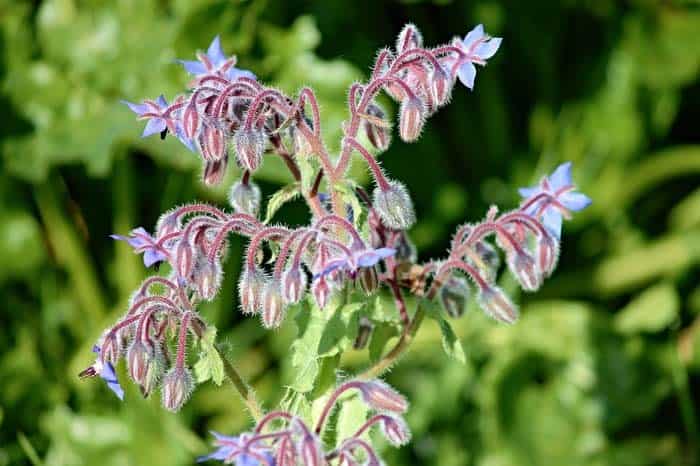 Borage